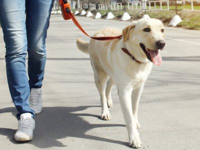 big-16892_9584-13-conseils-pour-augmenter-l-esperance-de-vie-de-son-chien