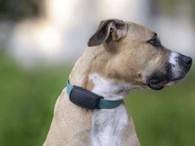 gps_chien-2